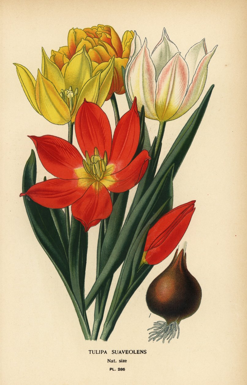 Tulipán Schrenckův, Tulipa suaveolens nebo Tulipa schrenkii. Chromolitograf z ilustrace Desire Bois z oblíbených květin Edwarda Stepa ze zahrady a skleníku, Frederick Warne, Londýn od Désiré Georges Jean Marie Bois