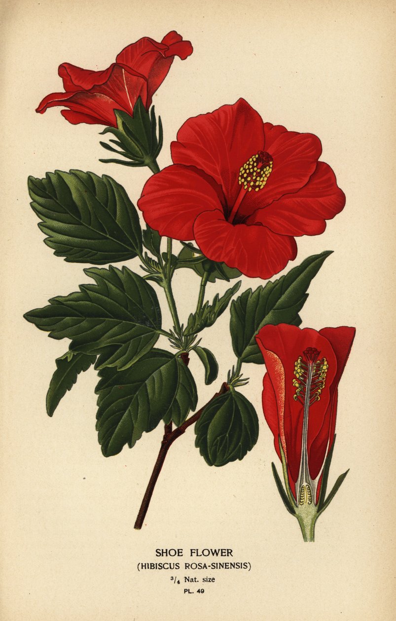 Shoe flower or China rose, Hibiscus rosa-sinensis.   1398092   cs       czech Successfully Translated  Original: The Sycamore Translat: The Sycamore 1276160 cs czech Successfully Translated Original: Portret van Hubrecht van den Eynde Translat: Portret van od Désiré Georges Jean Marie Bois