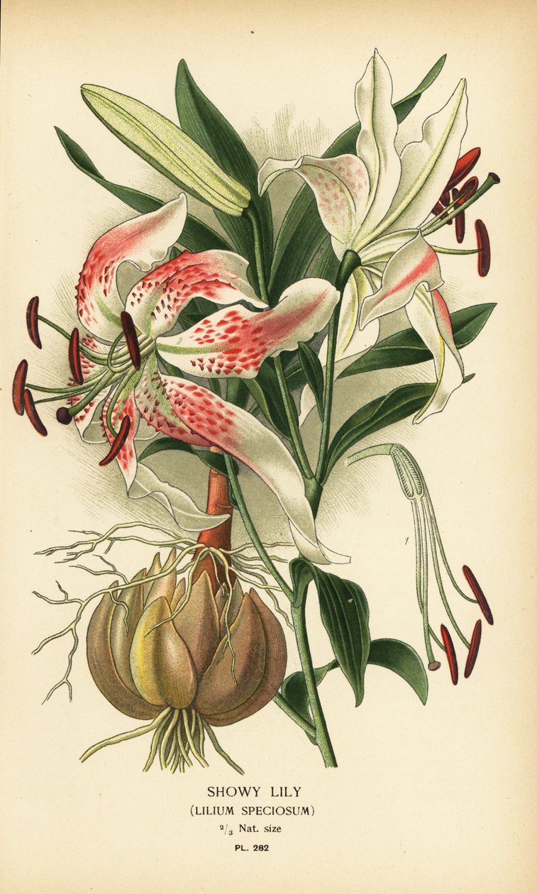 Okázalá lilie, Lilium speciosum. Chromolitograf z ilustrace Desire Bois z oblíbených květin Edwarda Stepa ze zahrady a skleníku, Frederick Warne, Londýn od Désiré Georges Jean Marie Bois