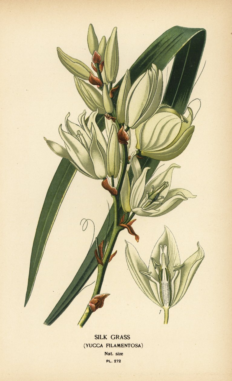 Hedvábná tráva, Yucca filamentosa. Chromolitograf z ilustrace Desire Bois z oblíbených květin Edwarda Stepa ze zahrady a skleníku, Frederick Warne, Londýn od Désiré Georges Jean Marie Bois