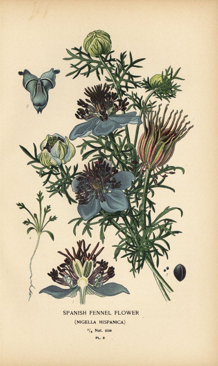 Španělský fenykl, Nigella hispanica. od Désiré Georges Jean Marie Bois