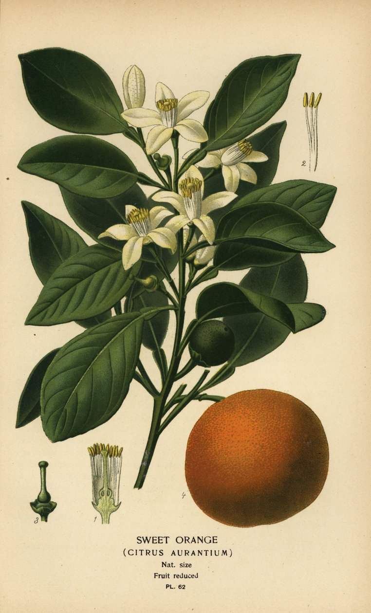 Sladký pomeranč, Citrus x aurantium. od Désiré Georges Jean Marie Bois