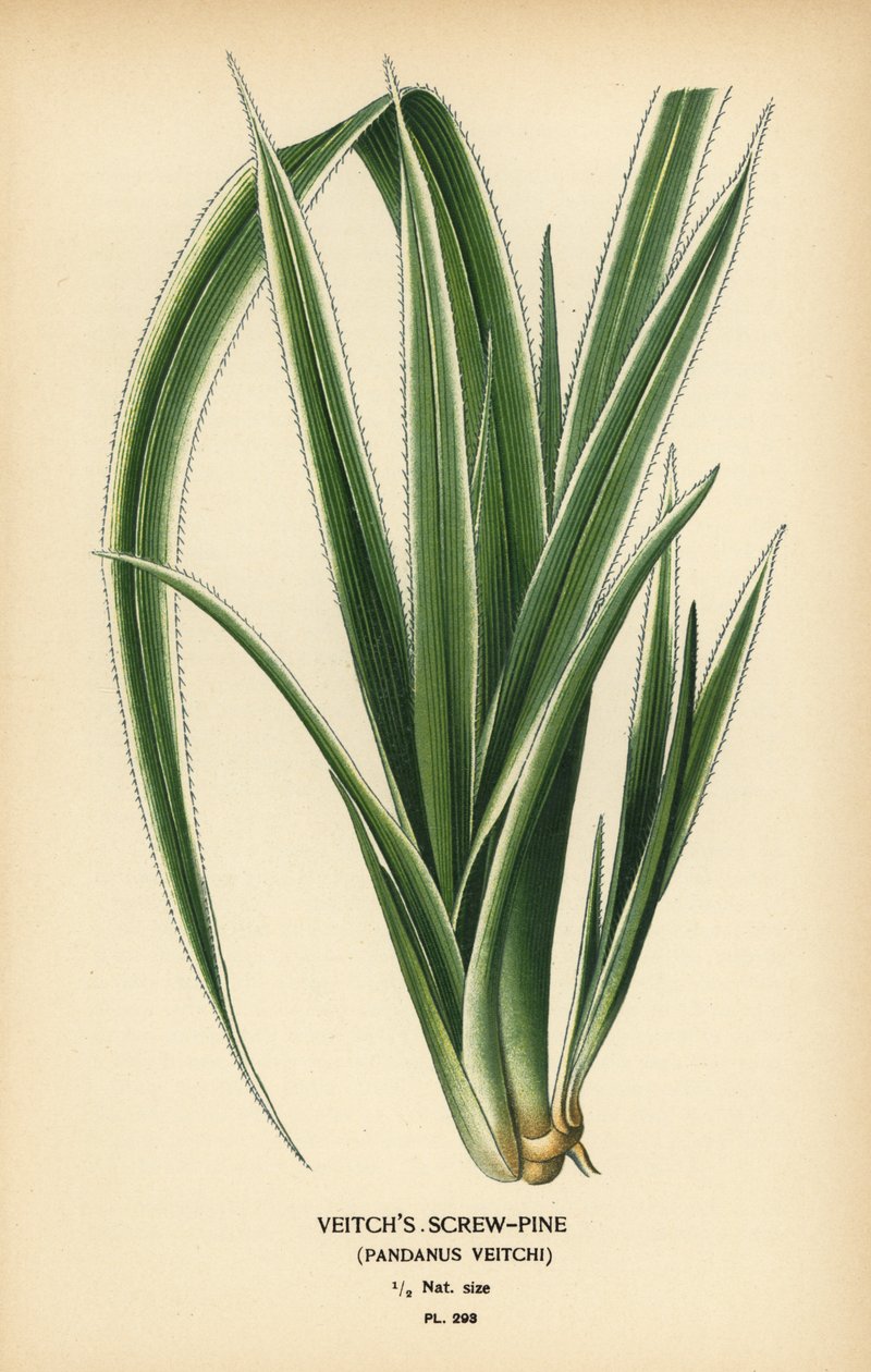 Vražedník tahitský, Pandanus tectorius (borovice Veitchova, Pandanus veitchii). Chromolitograf z ilustrace Desire Bois z oblíbených květin Edwarda Stepa ze zahrady a skleníku, Frederick Warne, Londýn od Désiré Georges Jean Marie Bois