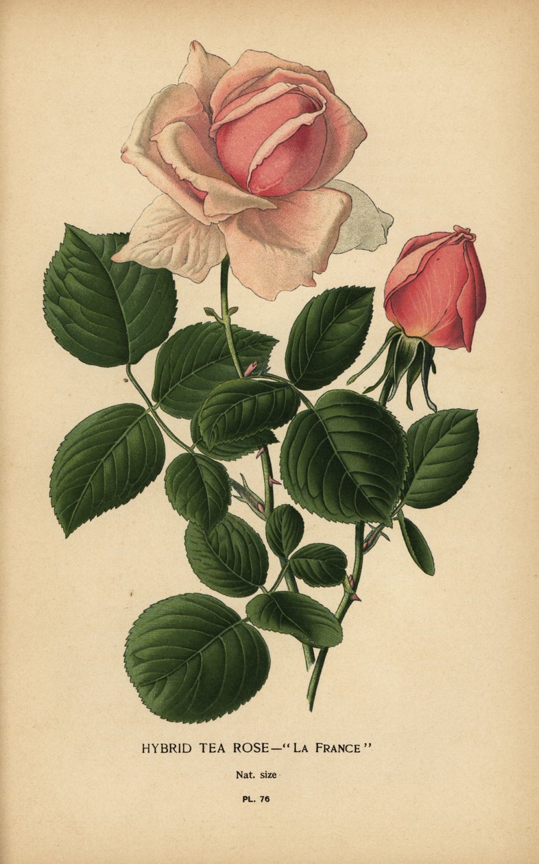 Hybrid čajové růže, La France, Rosa × odorata. od Désiré Georges Jean Marie Bois