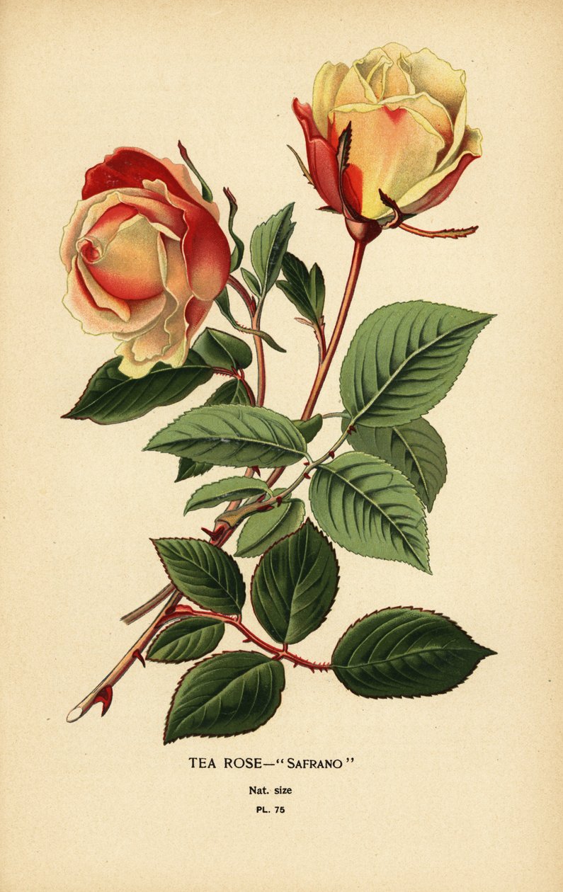 Hybrid čajové růže, Šafrán, Růže × Odorata. od Désiré Georges Jean Marie Bois