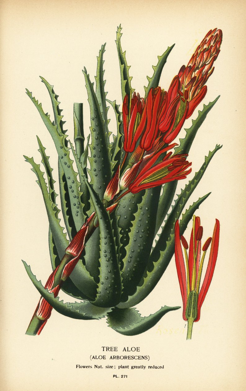 Aloe stromová, Aloe arborescens. Chromolitograf z ilustrace Desire Bois z oblíbených květin Edwarda Stepa ze zahrady a skleníku, Frederick Warne, Londýn od Désiré Georges Jean Marie Bois