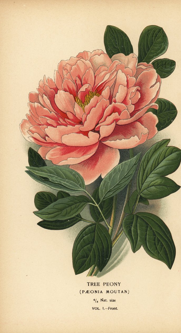 Pivoňka stromová, Paeonia moutan. od Désiré Georges Jean Marie Bois