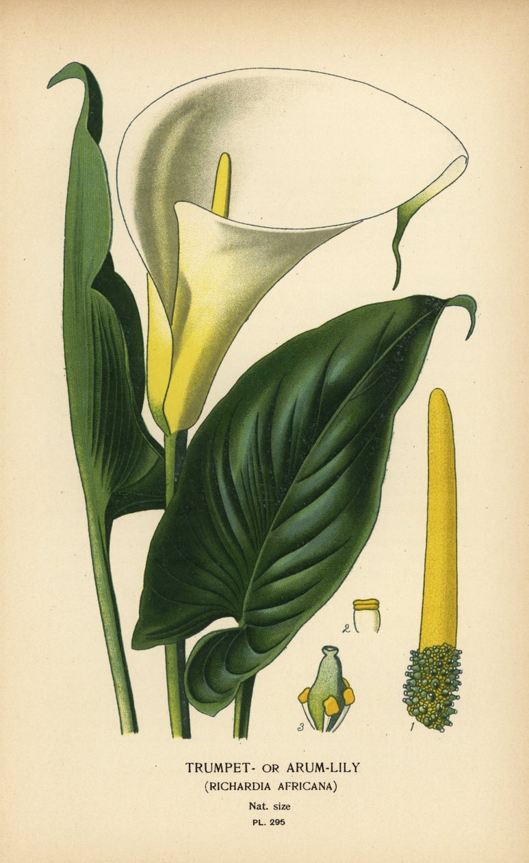 Trubka, arum lilie nebo Calla lilie, Zantedeschia aethiopica (Richardia africana). Chromolitograf z ilustrace Desire Bois z oblíbených květin Edwarda Stepa ze zahrady a skleníku, Frederick Warne, Londýn od Désiré Georges Jean Marie Bois