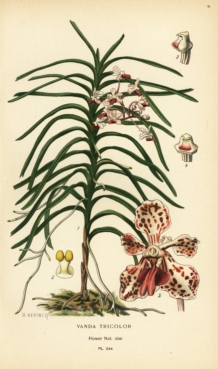 Vanda trikolorní orchidej. Chromolitograf z ilustrace B. Herincqa z Oblíbených květin Edwarda Stepa ze zahrady a skleníku, Frederick Warne, Londýn od Désiré Georges Jean Marie Bois