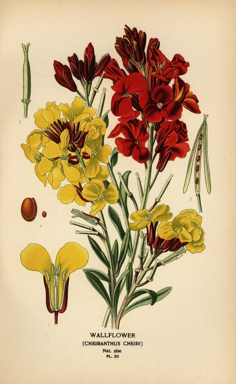 Wallflowers, Erysimum × cheiri. od Désiré Georges Jean Marie Bois