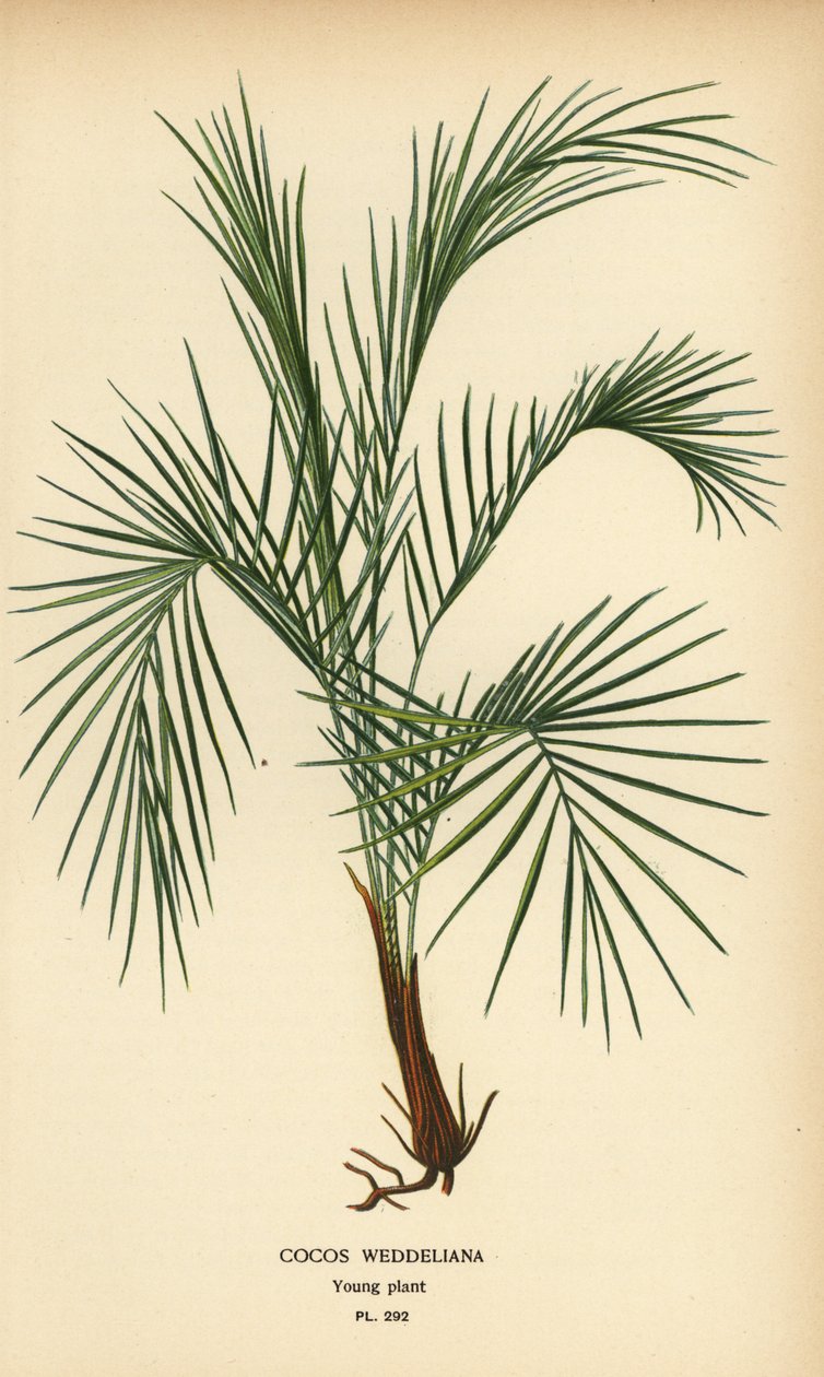 Weddellova palma, Lytocaryum weddellianum, mladá rostlina (Cocos weddeliana). Chromolitograf z ilustrace Desire Bois z oblíbených květin Edwarda Stepa ze zahrady a skleníku, Frederick Warne, Londýn od Désiré Georges Jean Marie Bois