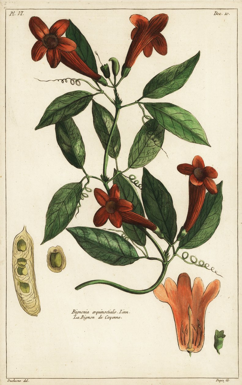 Česneková réva, Bignonia equinoctialis, Linn od Duchesne Duchesne