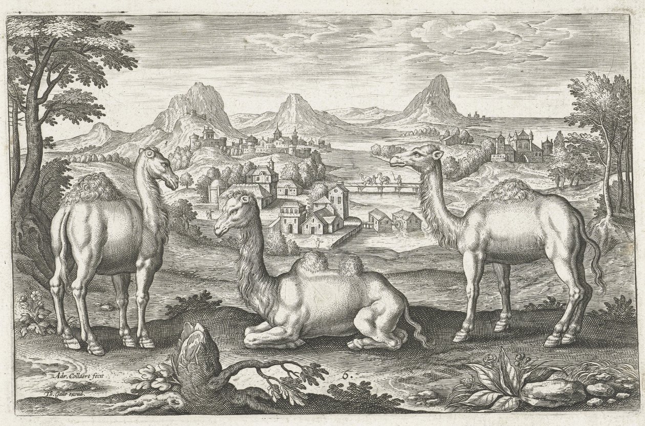 Tři velbloudi, vyryl Adriaen Collaert (asi 1560 – 1618) od Dutch School