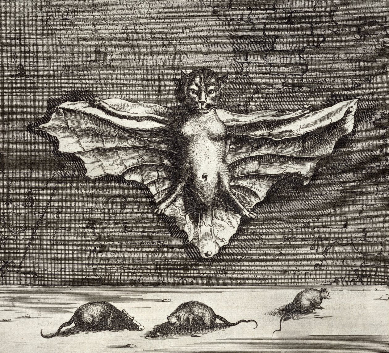 Netopýr známý jako létající kočka, z Číny Ilustroval Athanasius Kircher (1601-80) 1667 od Dutch School