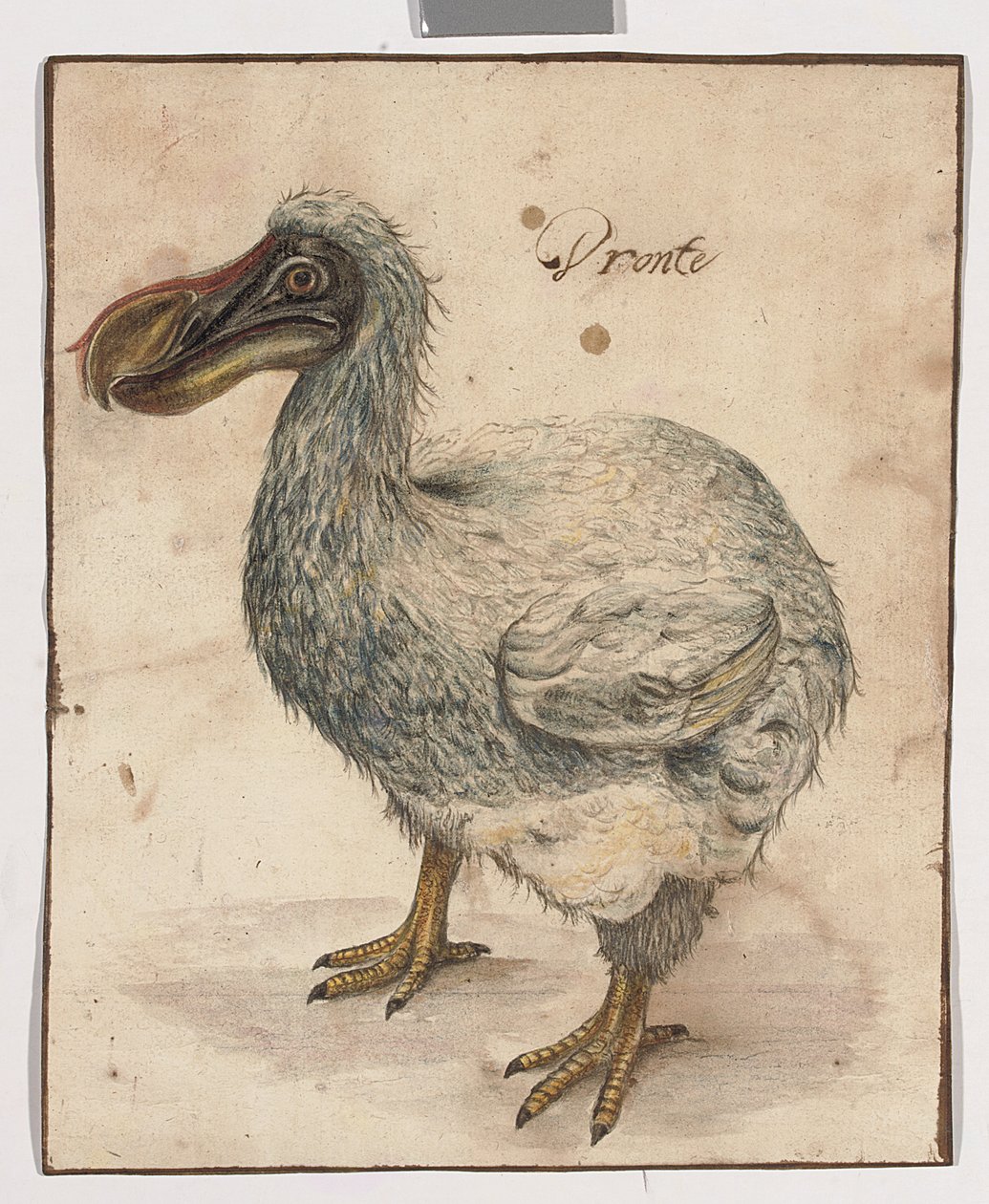 A Dodo (stopy černé křídy, w/c a arabské gumy s hnědými liniemi rámování) od Dutch School