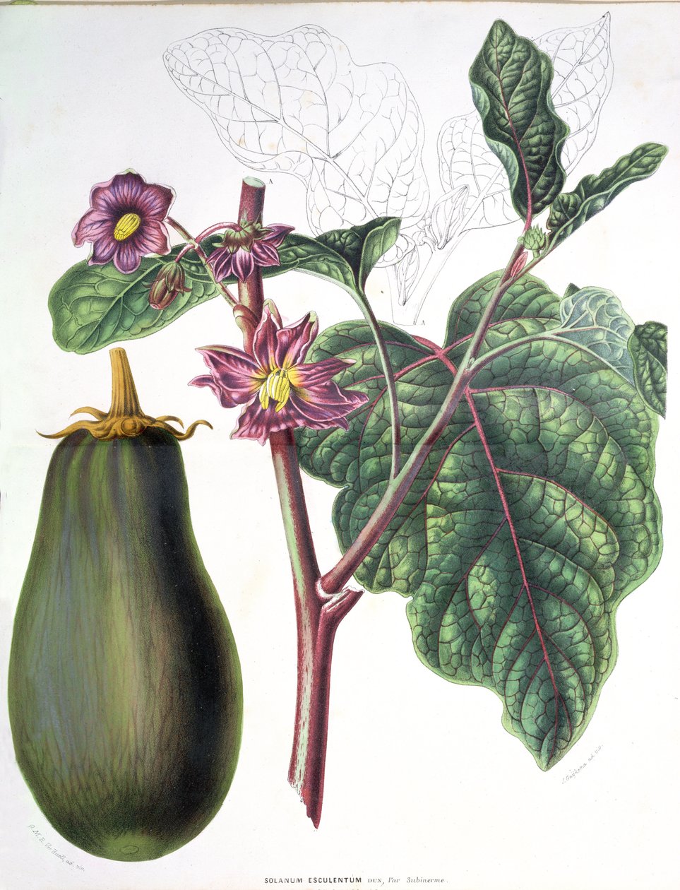 Lilek, botanická deska z knihy Flore des Jardins du Royame des Pays-Bas od A. W. Sythoffa, 1860 od Dutch School