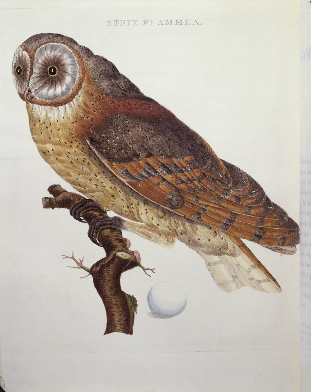 Sova pálená (Strix Flammea) 1796 od Dutch School