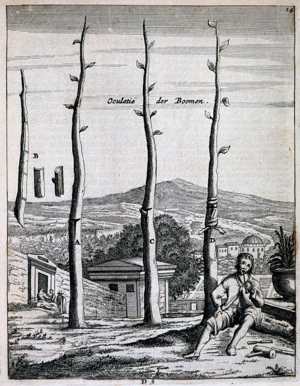 Ovocné stromy, z De Nederlandze Hesperides od Jana Commelina, vydané 1676 od Dutch School
