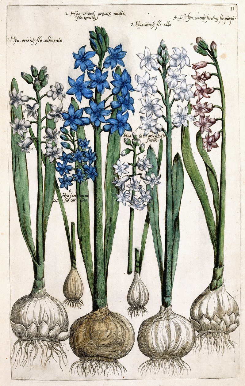 Hyacinty, 1631-1647 od Dutch School