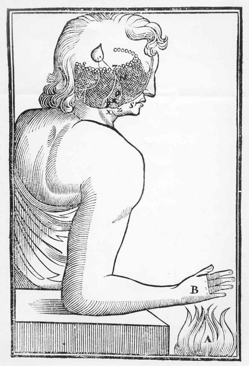 Ilustrace fungování a účinku epifýzy na lidský nervový systém ve vztahu k reakci na oheň, z Tractatus de Homine, vydané v Amsterdamu Elsevierem, 1677 od Dutch School