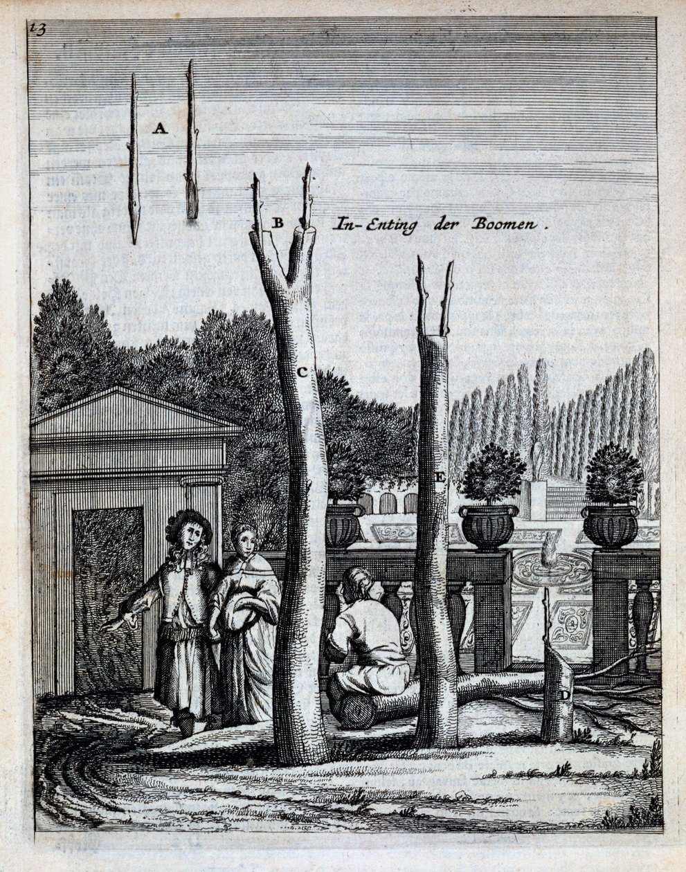 Lípy a pomerančovníky, z De Nederlandze Hesperides od Jana Commelina, vydáno 1676 od Dutch School