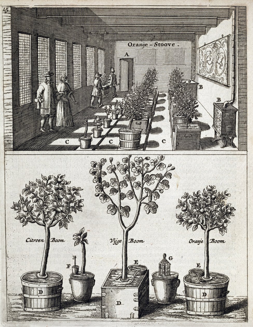 Oranžérie, z De Nederlandze Hesperides od Jana Commelina, vydáno 1676 od Dutch School