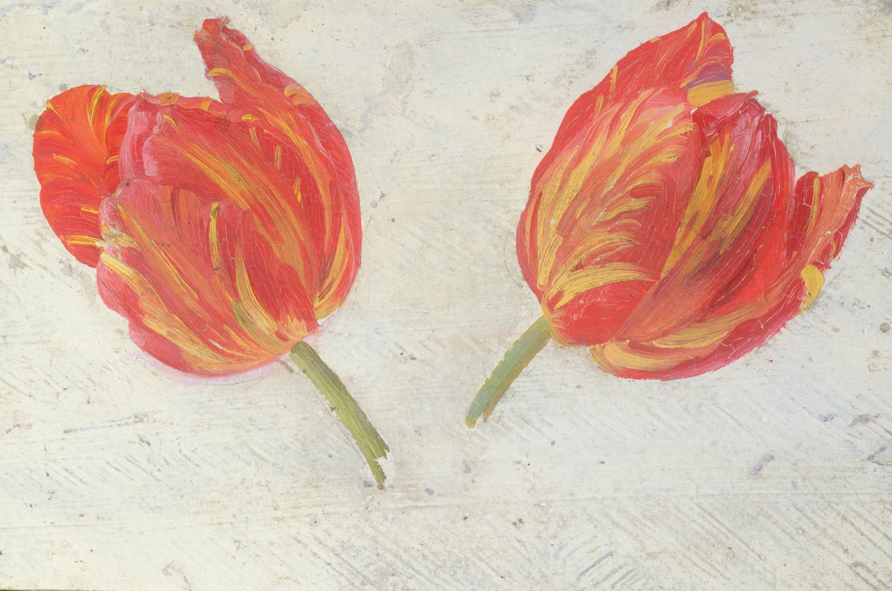 Studie tulipánů, cca 1830 (olej na papíře) od Dutch School