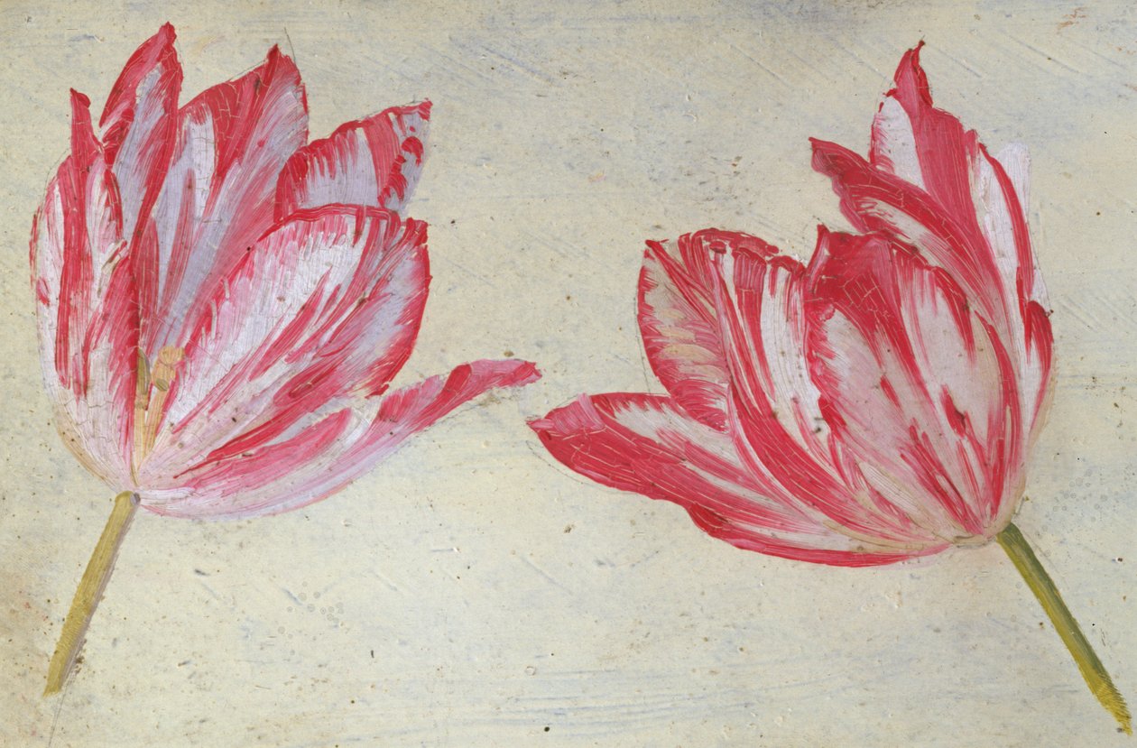 Studie tulipánů, cca 1830 (olej na papíře) od Dutch School