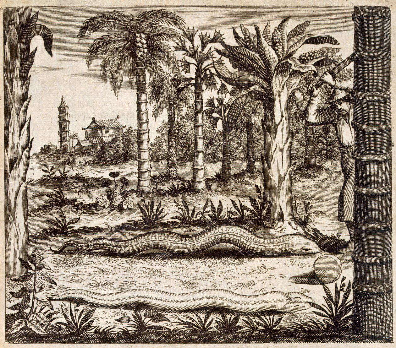 Kamenný had z Číny Ilustrovaný Athanasiem Kircherem (1601-80) 1667 od Dutch School