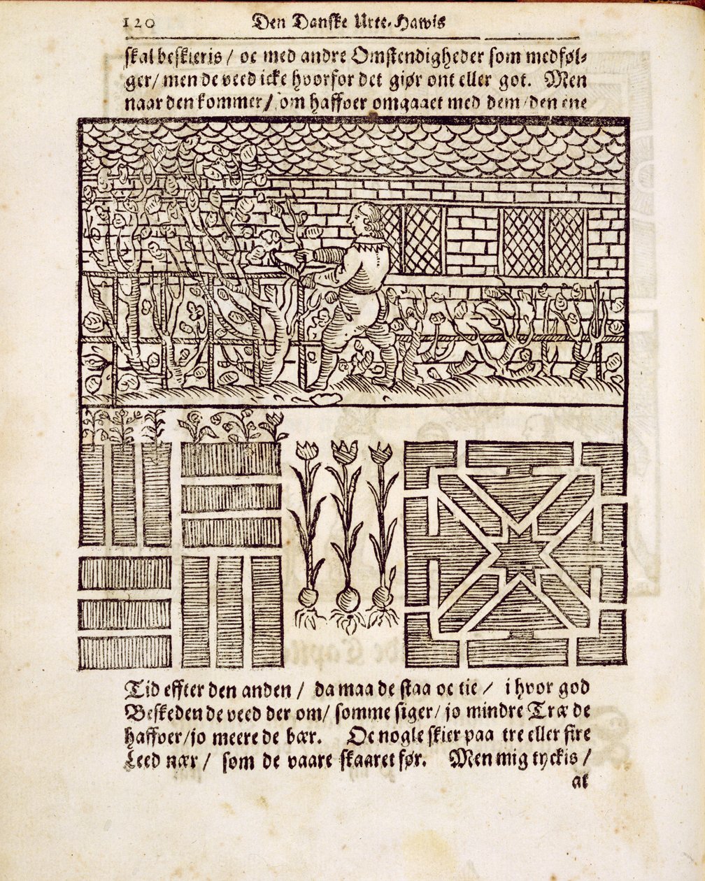 Školení a výsadba v zahradě, z knihy The Dutch Gardener, od Johanna van der Groena, vydáno 1699 od Dutch School