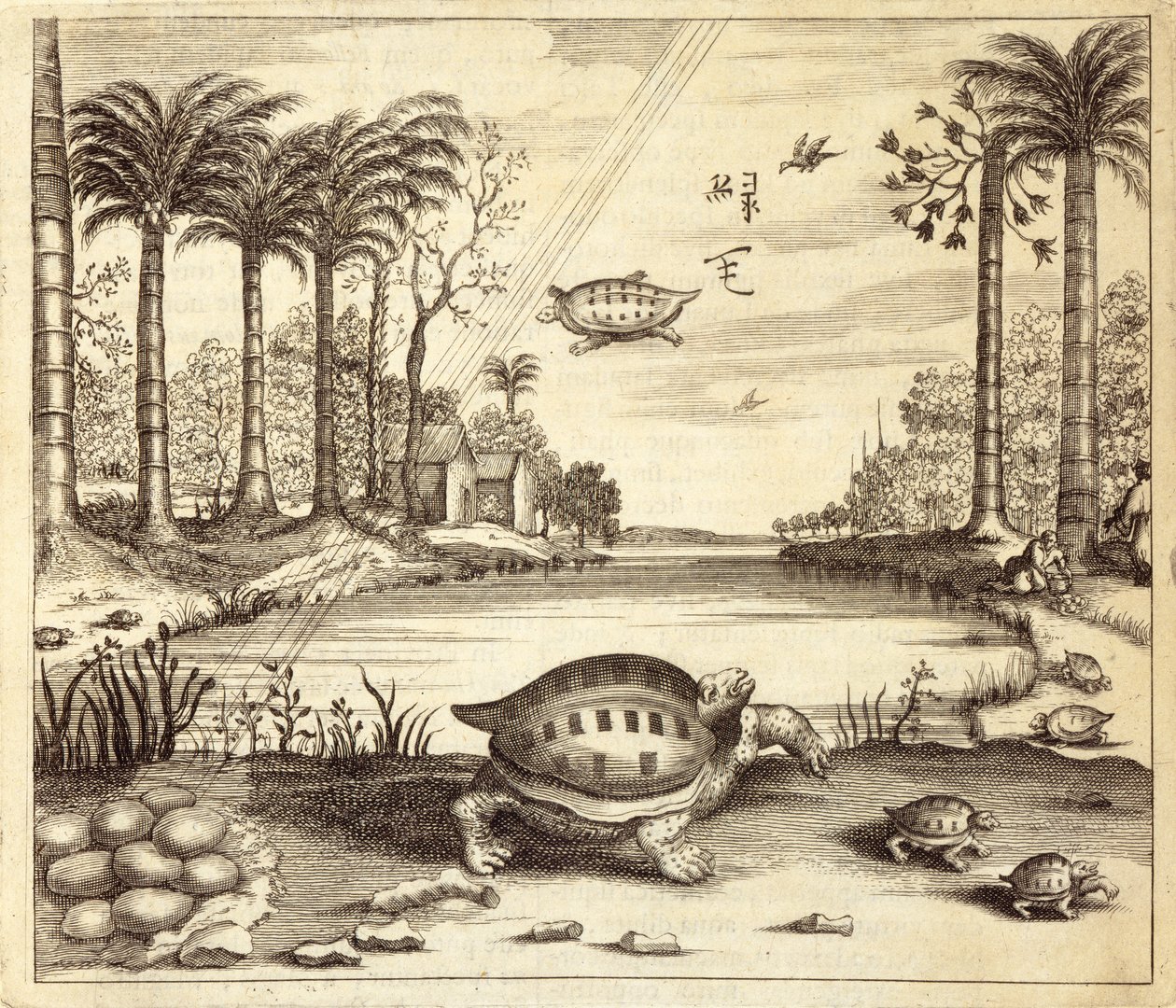 Líhnou se želví vejce, z Číny Ilustroval Athanasius Kircher (1601-80) 1667 od Dutch School