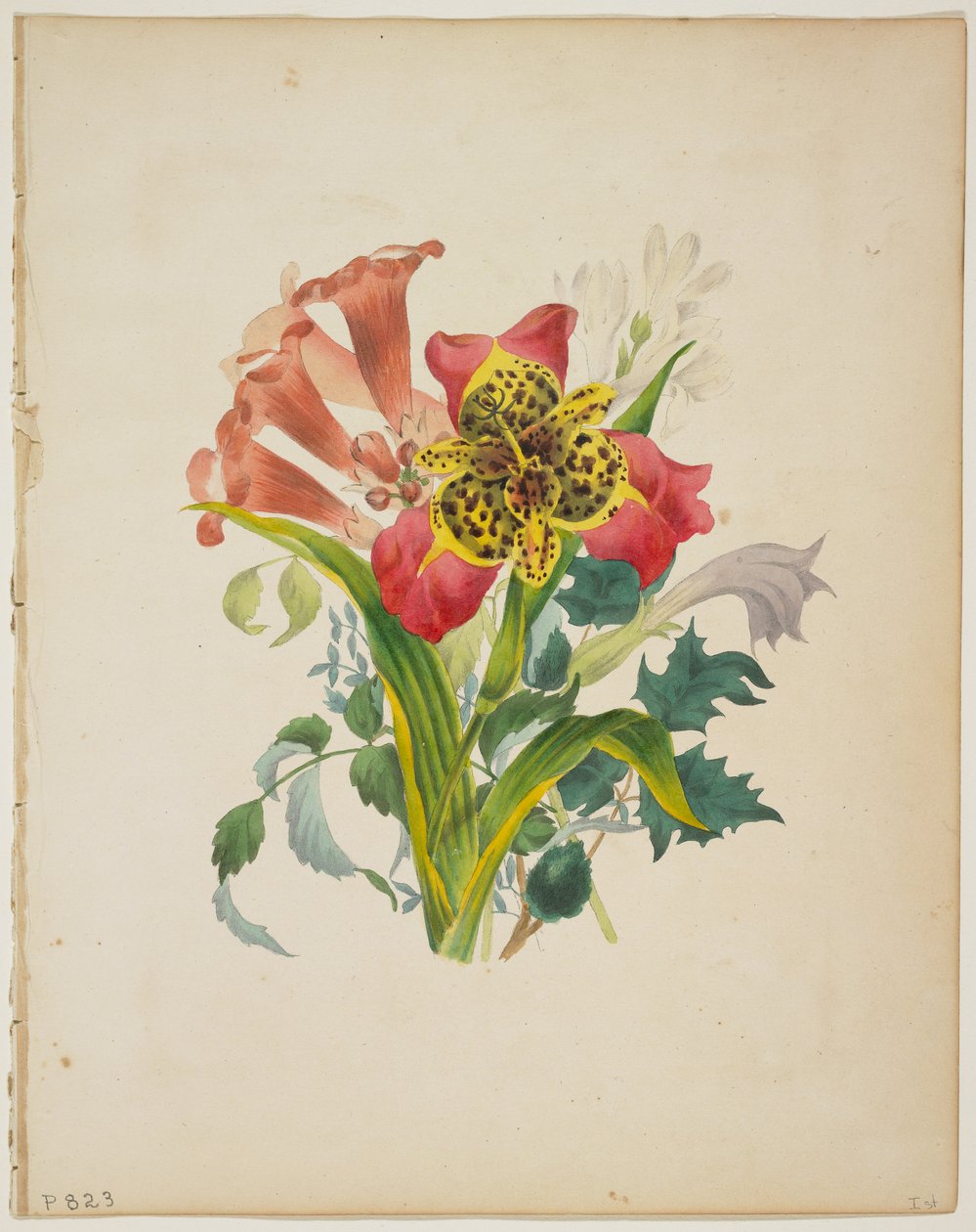 Kytice trumpetové révy, z Flora