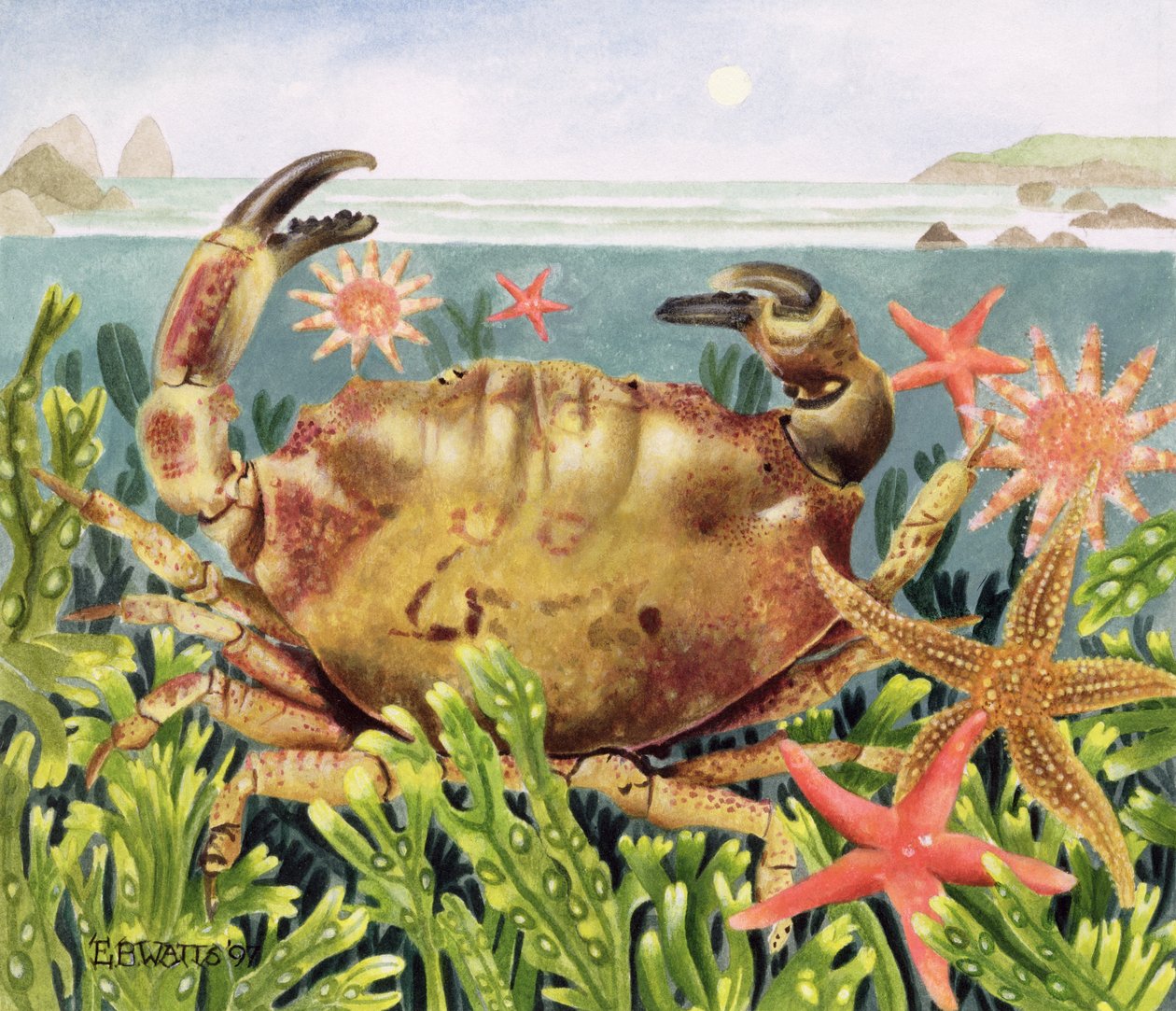 Brázděný krab s hvězdicí pod vodou, 1997 (akryl na papíře) od E.B. Watts