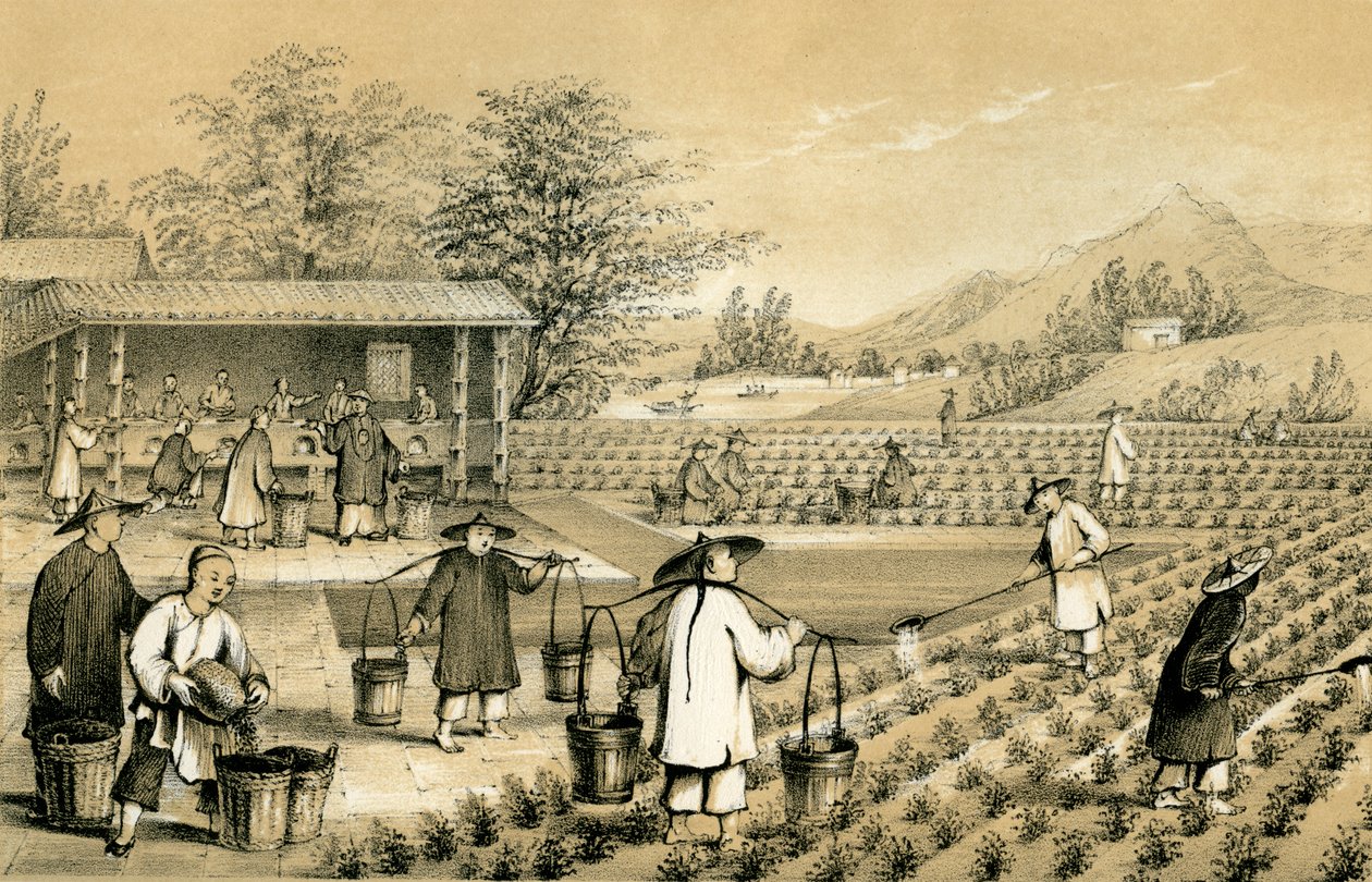 Kultura a příprava čaje, Čína, 1847. od E Gilks