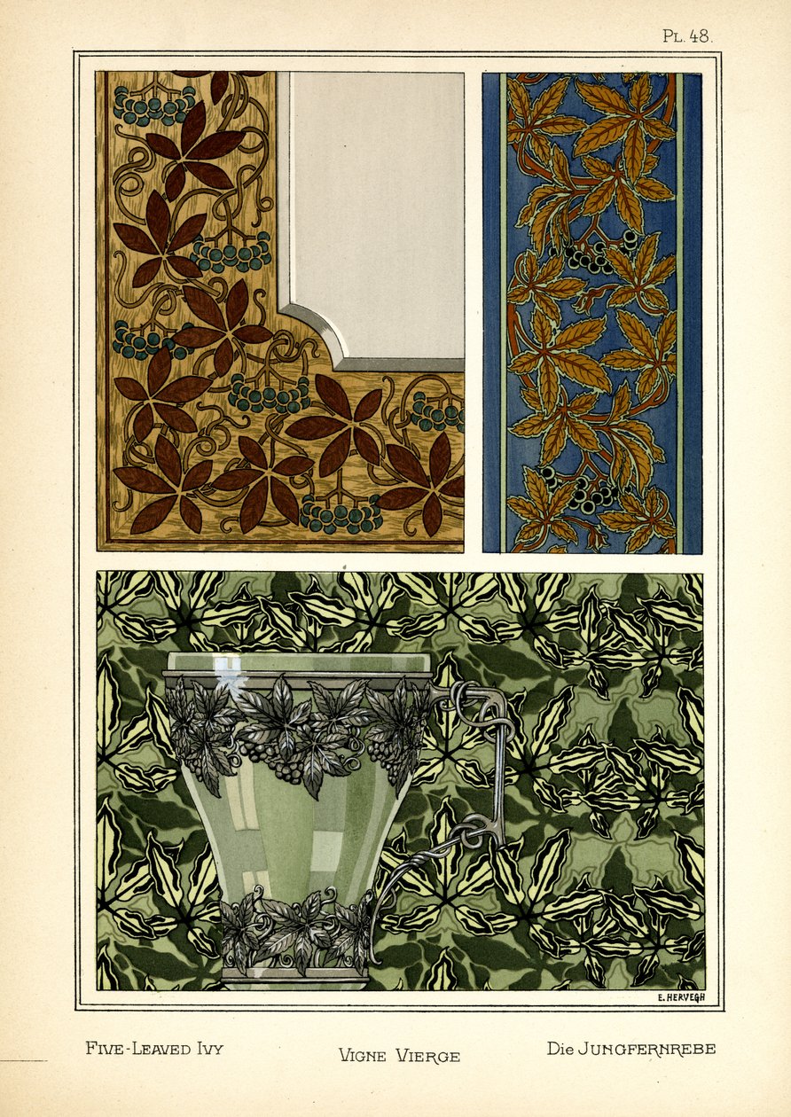Ivy pětilistá od E. Hervegh