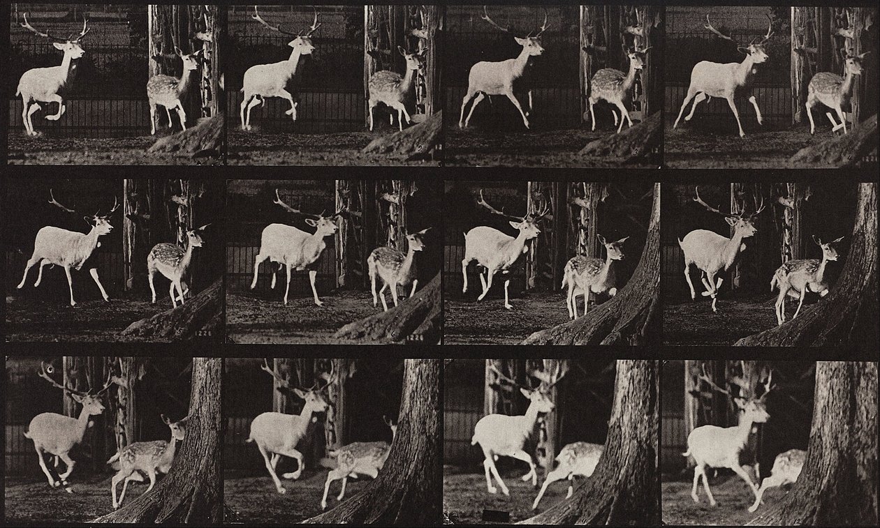 Animal Locomotion, talíř 686 od Eadweard Muybridge