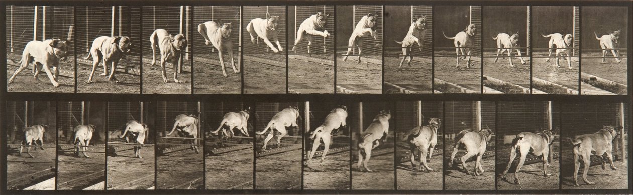 Animal Locomotion, talíř 712 od Eadweard Muybridge