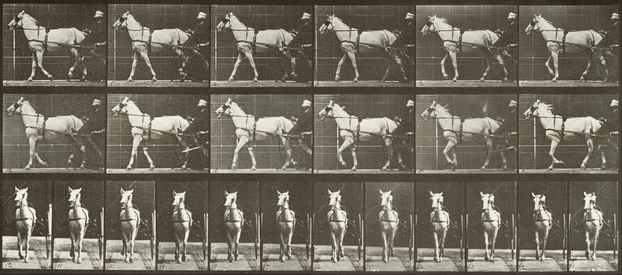 Chůze, Sulky, Světlešedá klisna, Katydid od Eadweard Muybridge