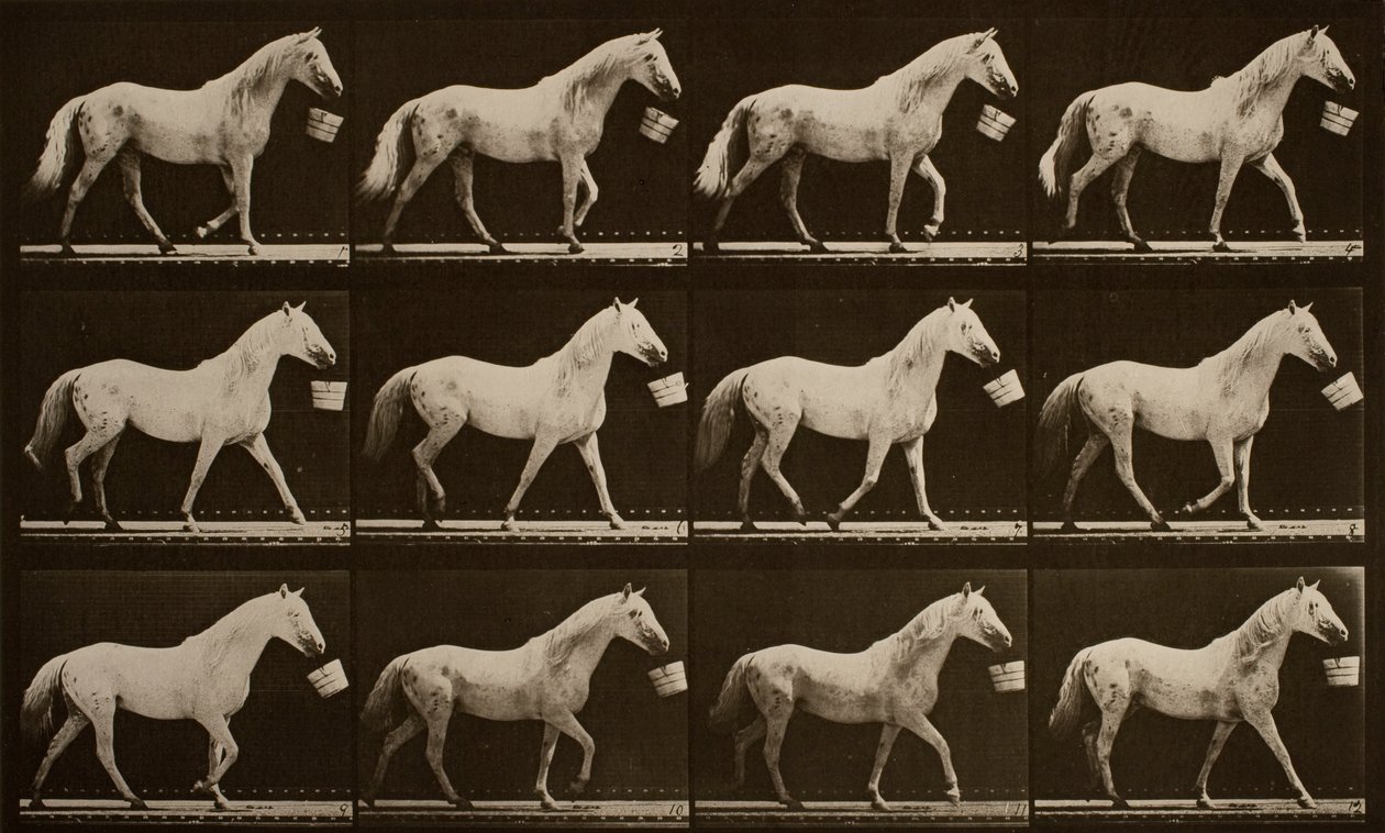 Chůze s kýblem v ústech; světle šedý kůň, Orel od Eadweard Muybridge