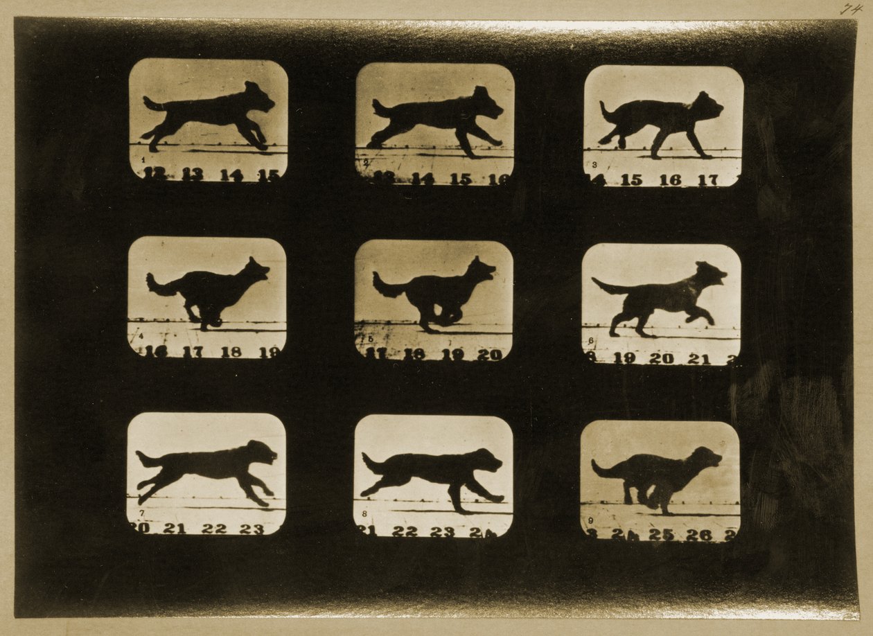 Dogs Running, ze série 