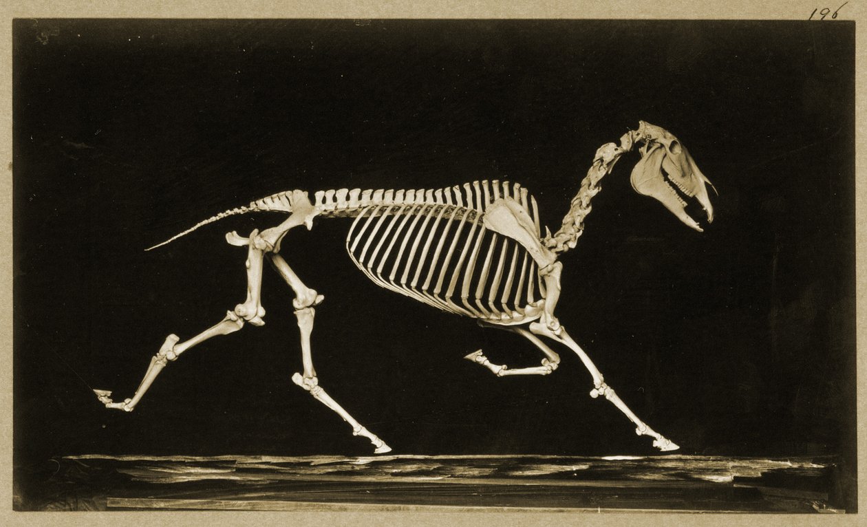Kostra běžícího koně od Eadweard Muybridge