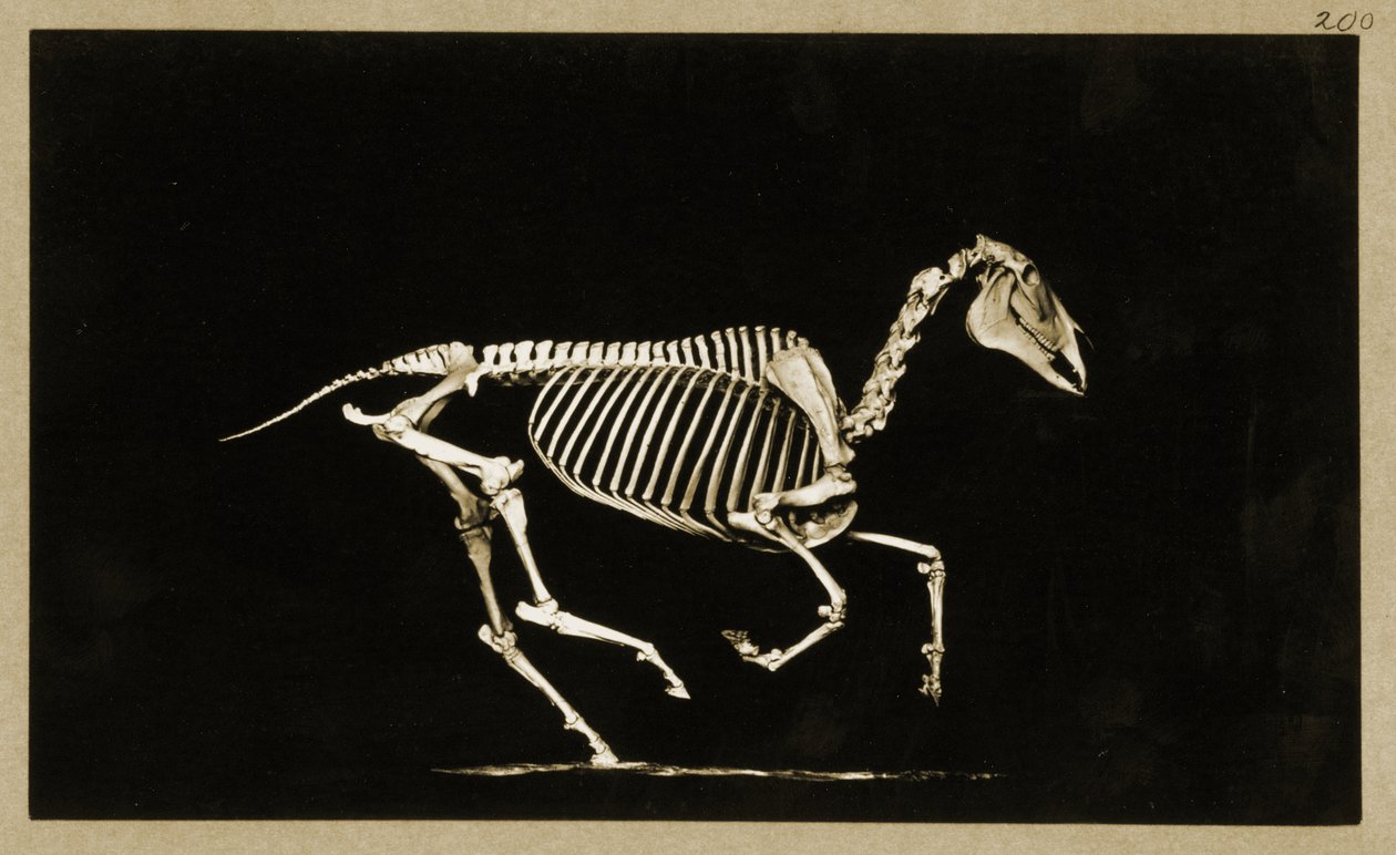 Kostra běžícího koně od Eadweard Muybridge