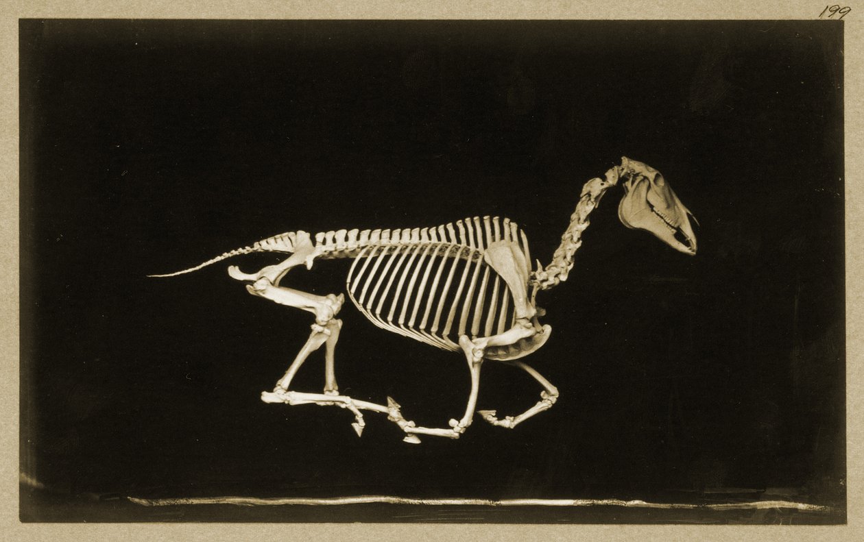Kostra běžícího koně od Eadweard Muybridge