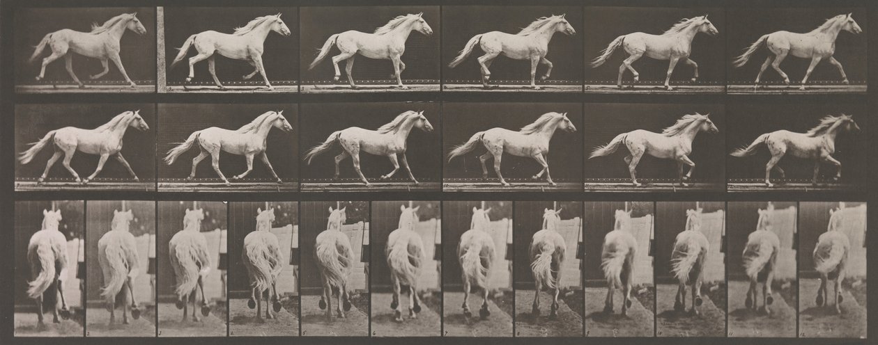 Pohyb zvířat. Elektrofotografické zkoumání po sobě jdoucích fází zvířete ..., 80. léta 19. století. od Eadweard Muybridge