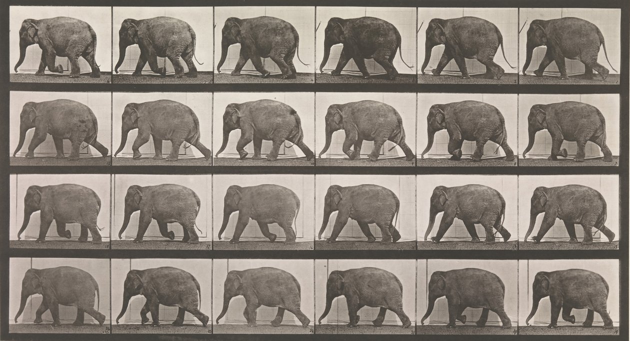 Pohyb zvířat. Elektrofotografické zkoumání po sobě jdoucích fází zvířete ..., 80. léta 19. století. od Eadweard Muybridge