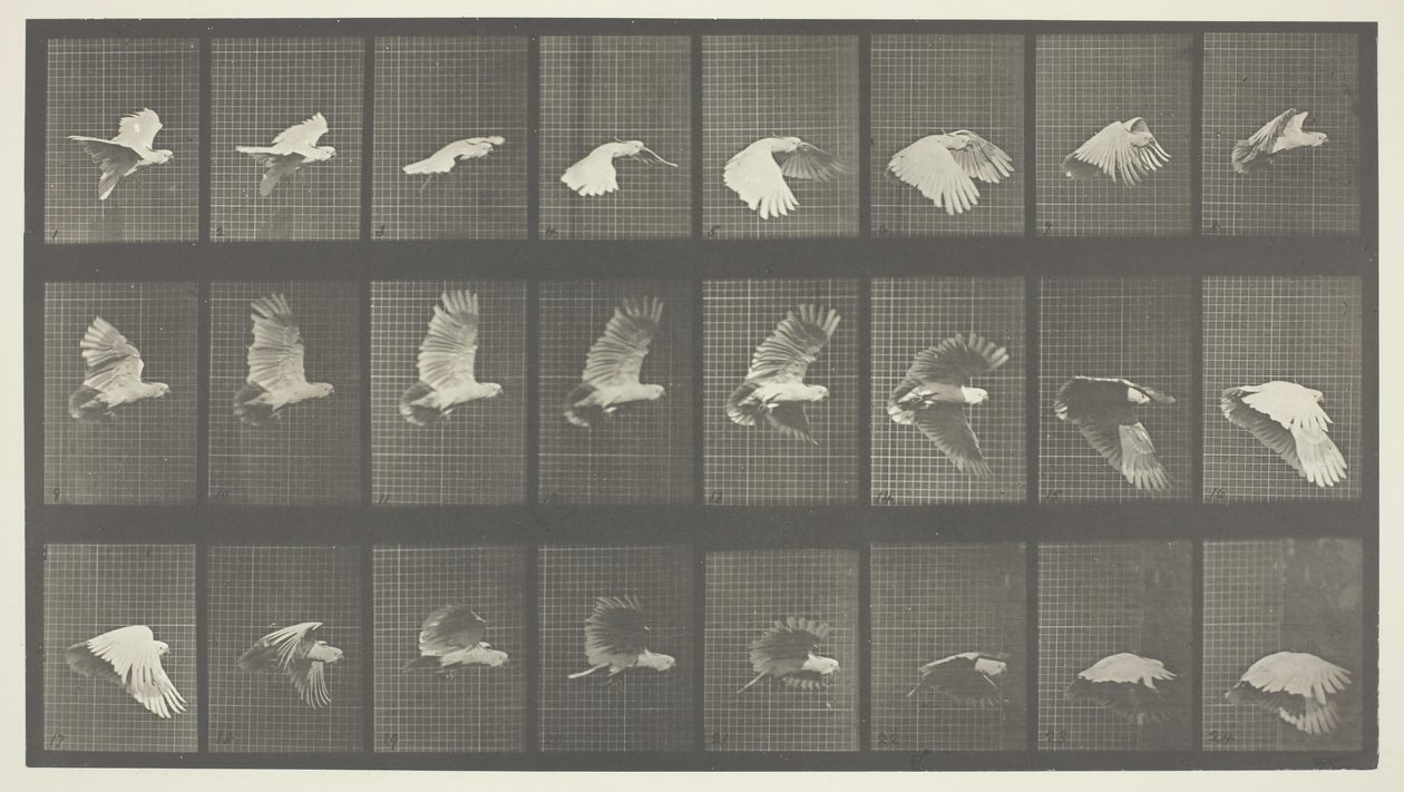 Animal Locomotion, deska 758, 1887. od Eadweard Muybridge