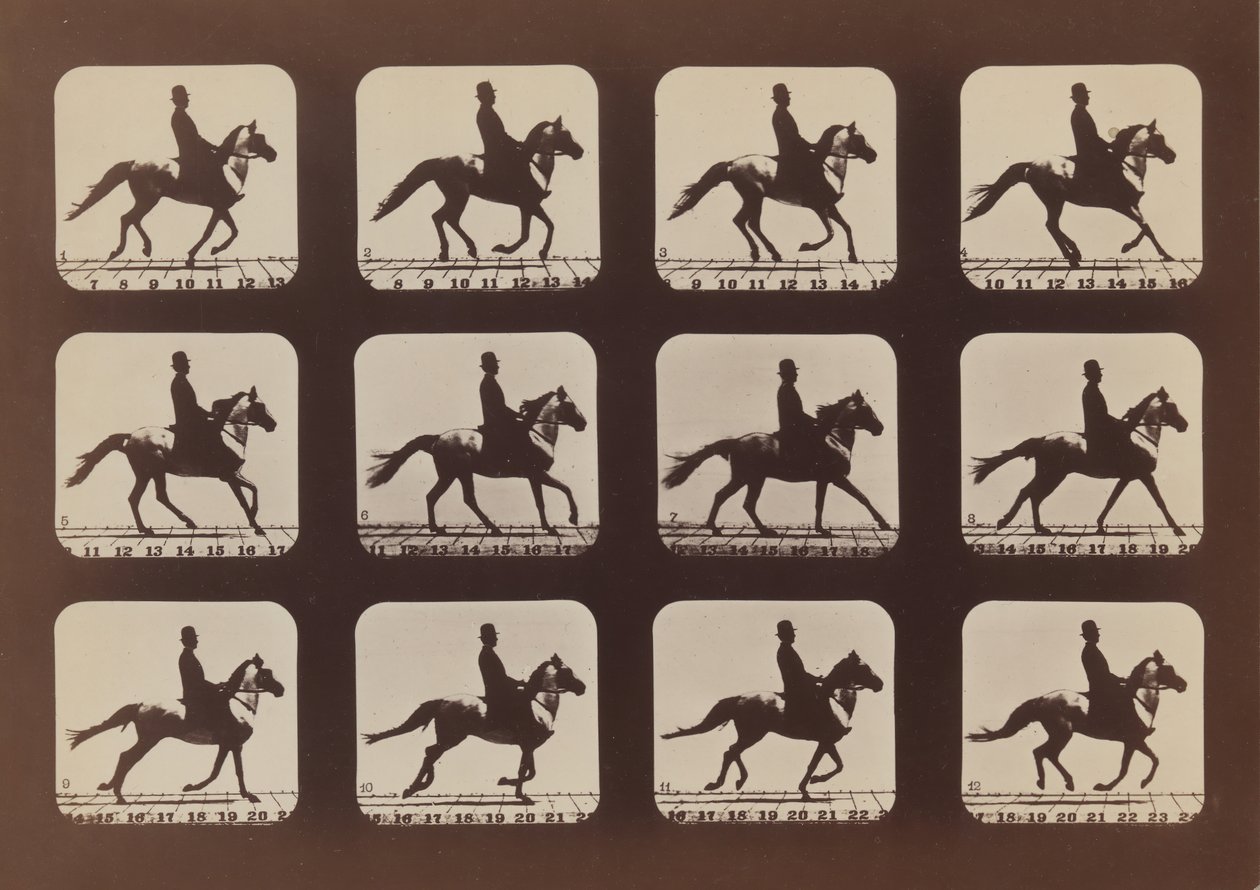 Postoje zvířat v pohybu, 1879, vytištěno 1881. od Eadweard Muybridge