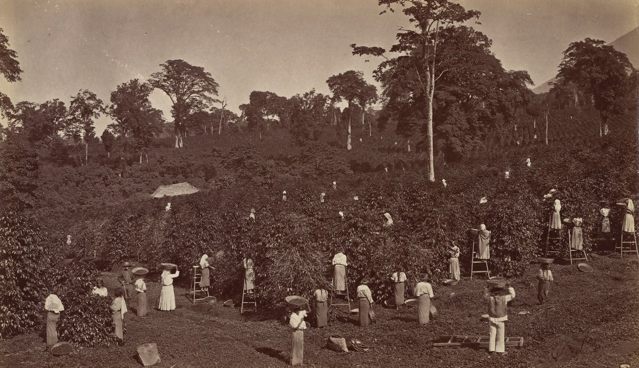 Sklizeň kávy, Las Nubes-Guatemala, 1875. od Eadweard Muybridge