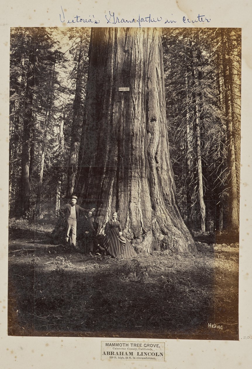 Mamutí háj, Calaveras County, Kalifornie. Abraham Lincoln. 320 stop vysoký, 54 stop v obvodu od Eadweard J. Muybridge