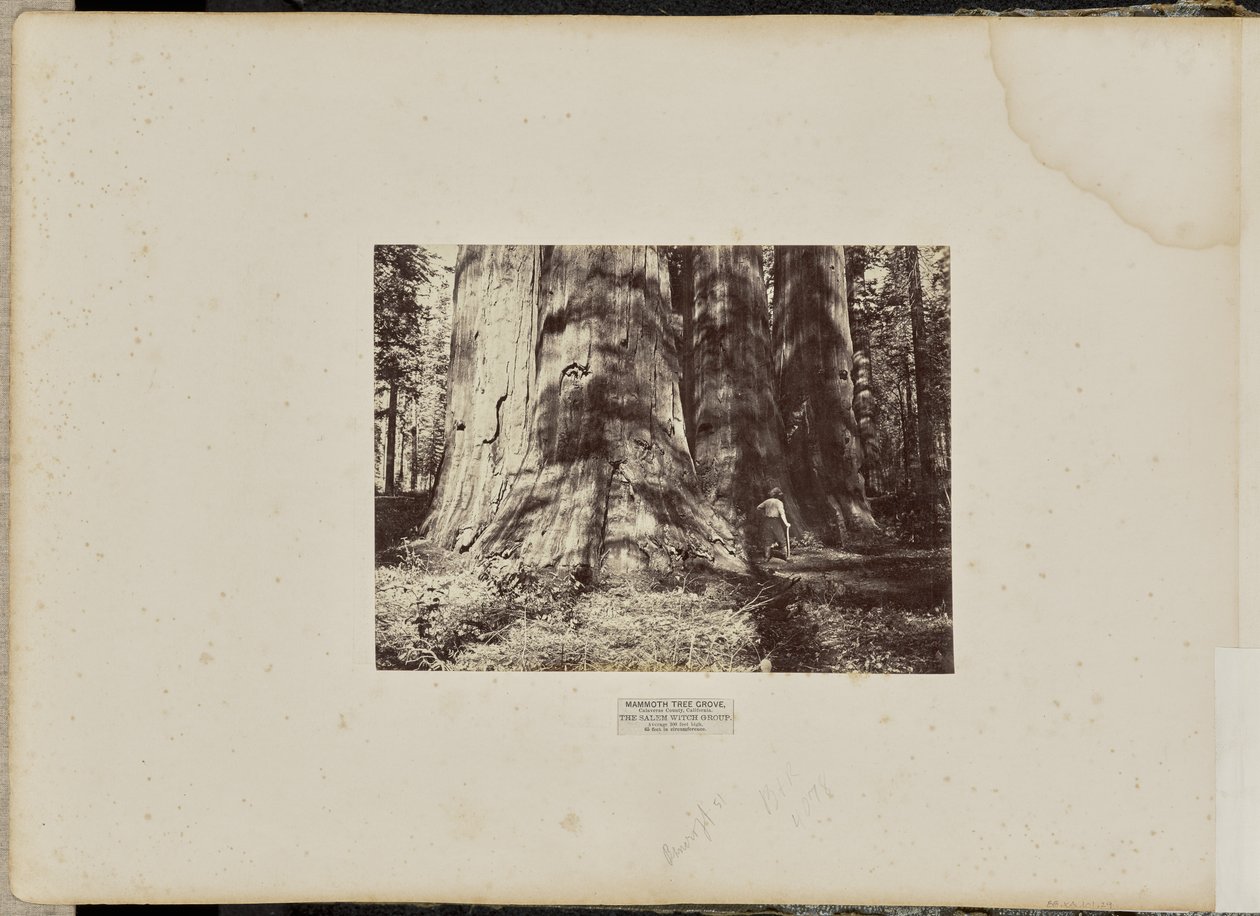 Mamutí háj, Calaveras County, Kalifornie. Skupina Salem Witch. Průměrná výška 300 stop, obvod 65 stop. od Eadweard J. Muybridge